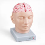 Brain with Arteries on Head